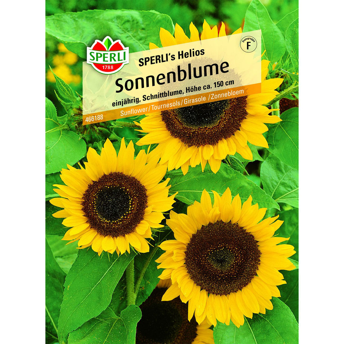 Sonnenblume Sperliss Helios Cm