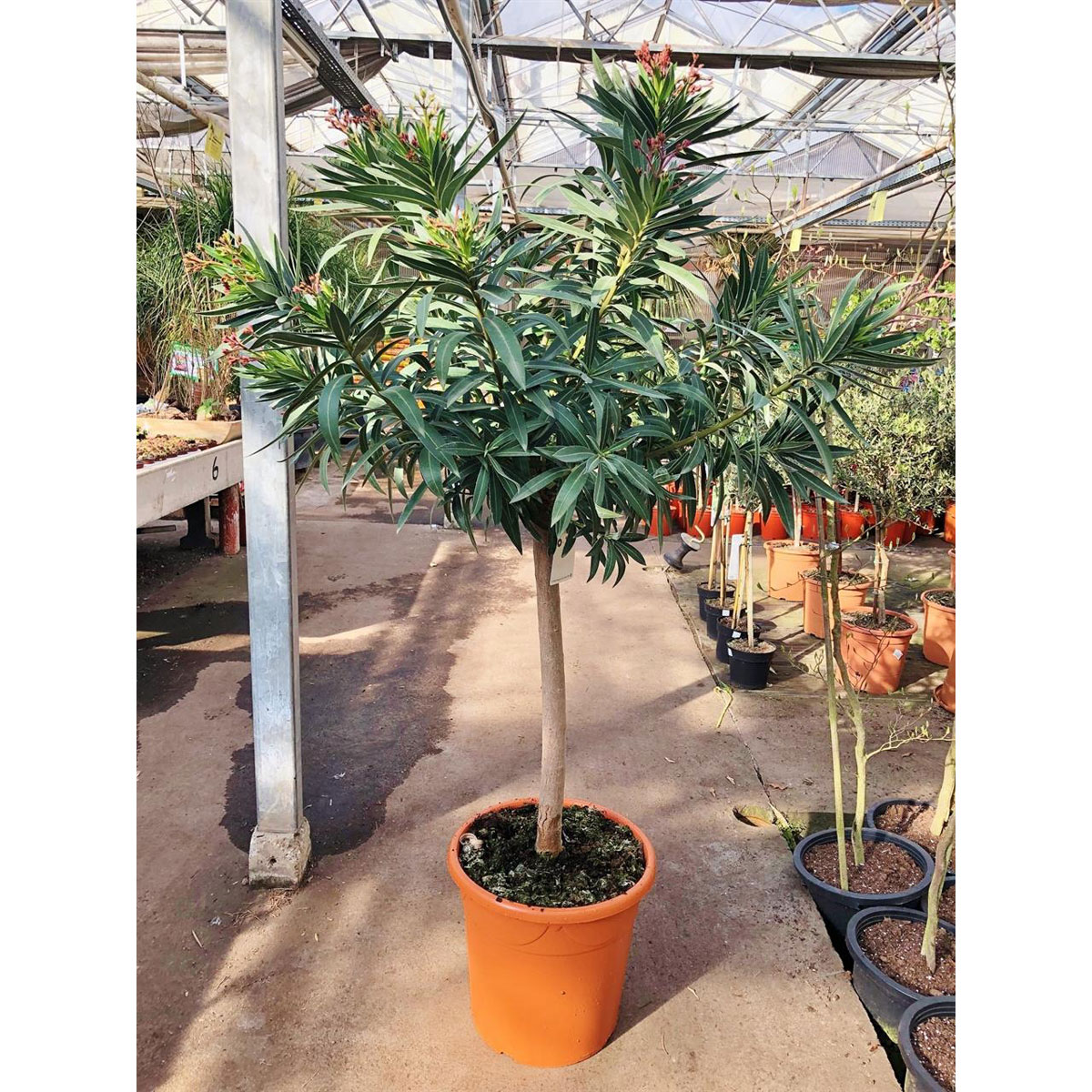 Oleander Hochstamm rosa halbgefüllt 180-190 cm | K000055535